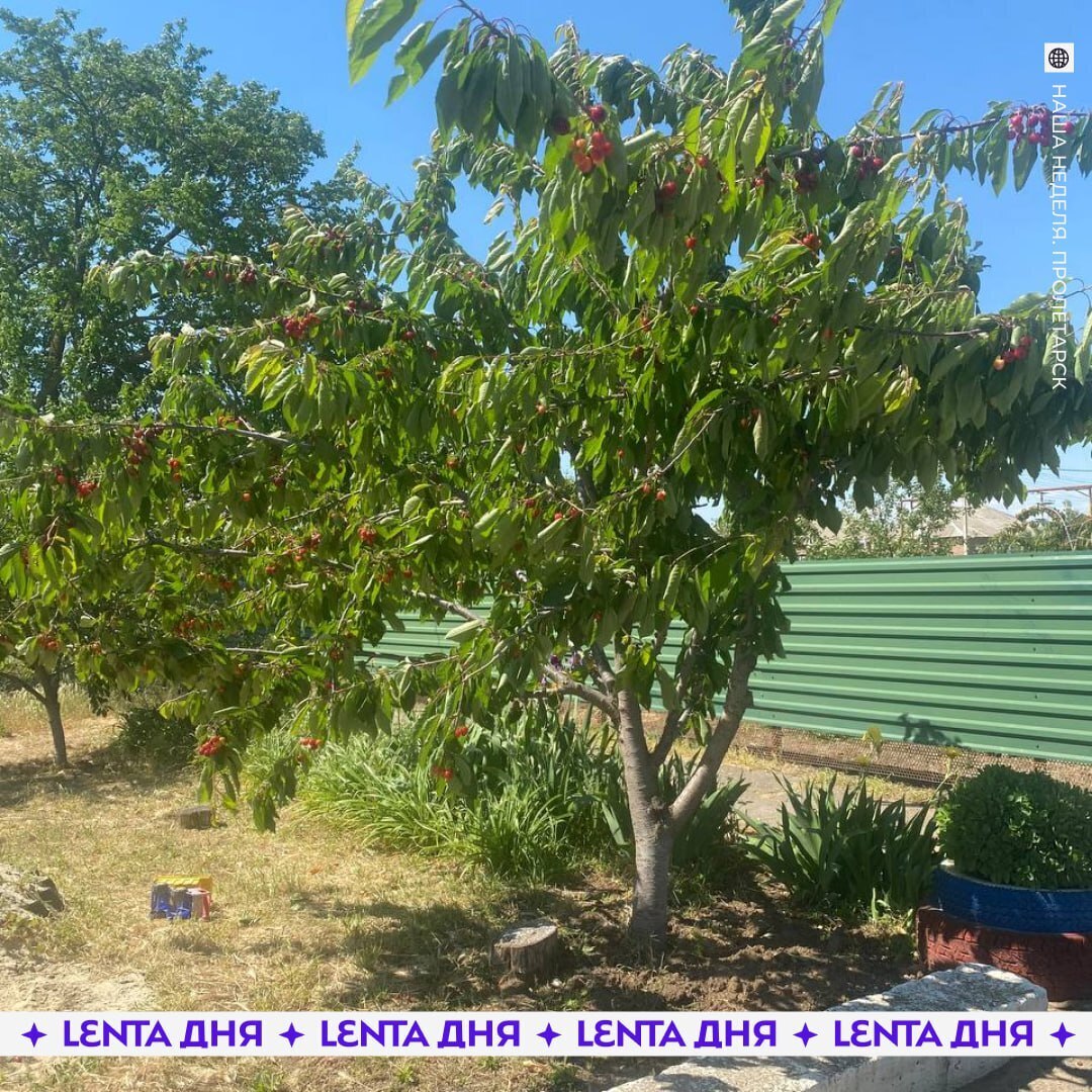 За черешней под дулом винтовки: Дед открыл стрельбу по 13-летним школьницам за попытку сорвать с его дерева несколько черешен