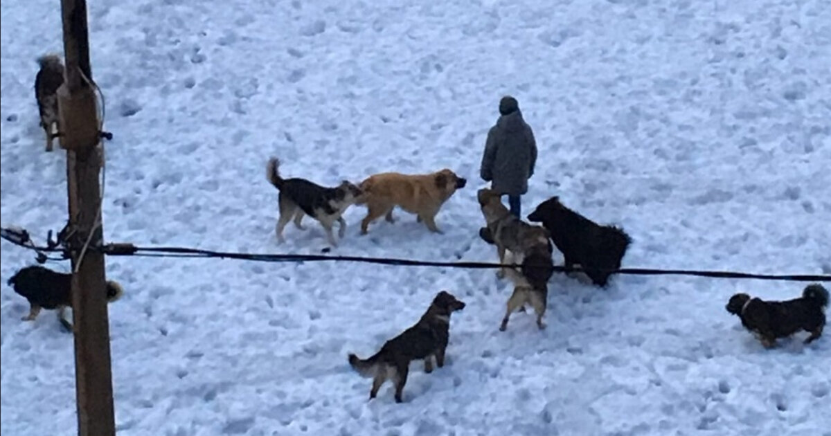 🐶 Когда "хороший мальчик" оказывается не таким уж хорошим: что делать, если вас укусила собака?