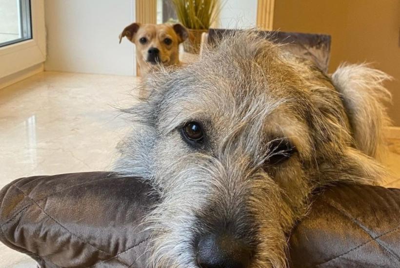 Ольга Орлова показала, как мстит гостям, которые не любят собак