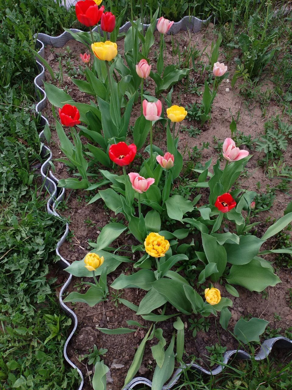 Первые весенние цветы: яркие тюльпаны