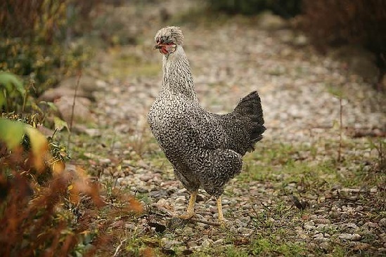 Сон. Куры, яма, туалет или колодец. Куры вылетали из ямы. Яркий и странный сон. Интересно, что может означать этот сон?