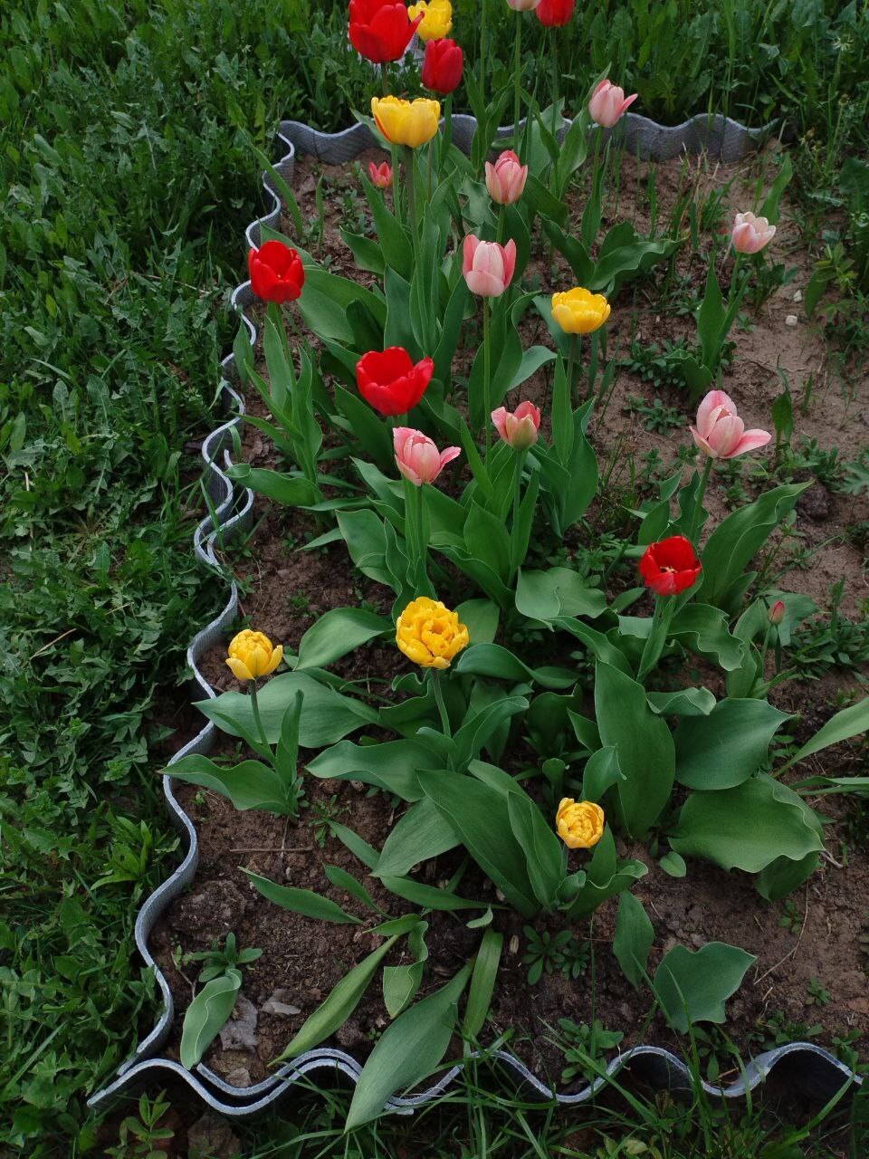 Первые весенние цветы: яркие тюльпаны