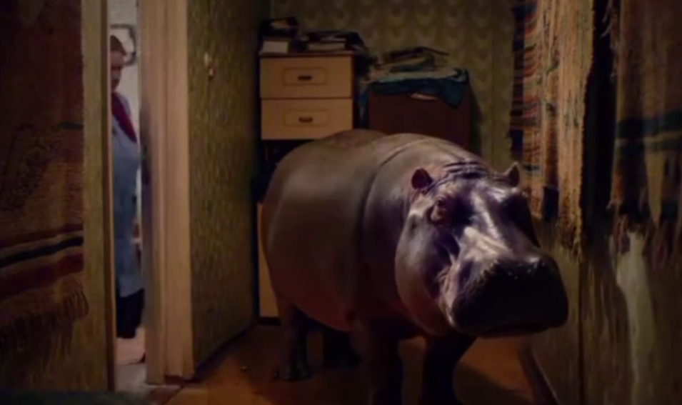 Не кошка и не собака: 72-летняя Валентина Ивановна выгуливает бегемота во дворе