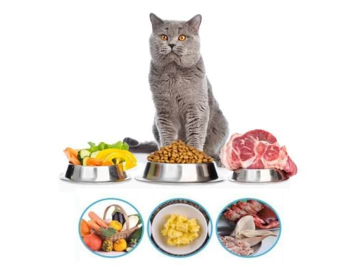 Как правильно кормить кота: рацион питания кошки