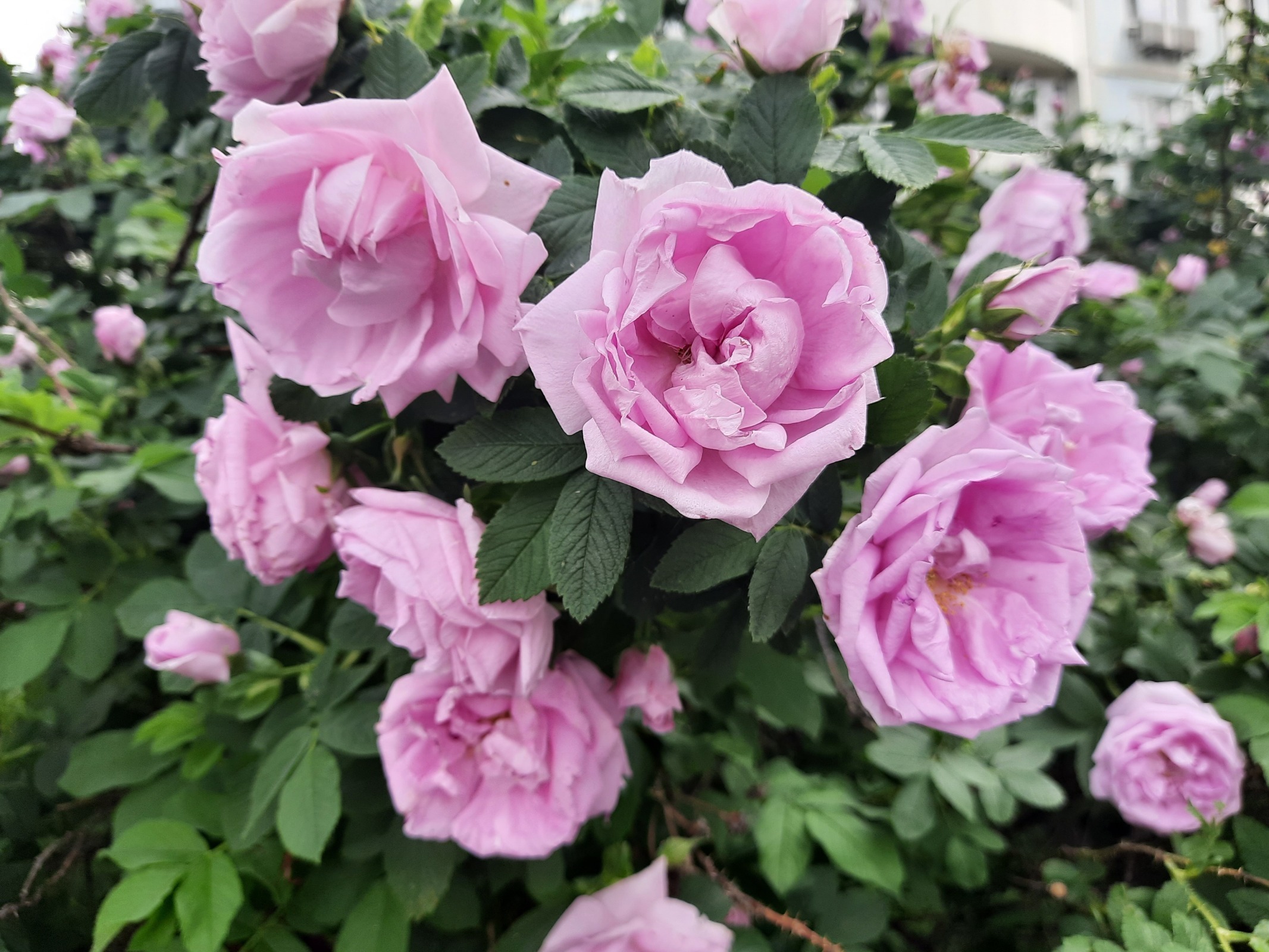 Лето! Медведково в цвету!