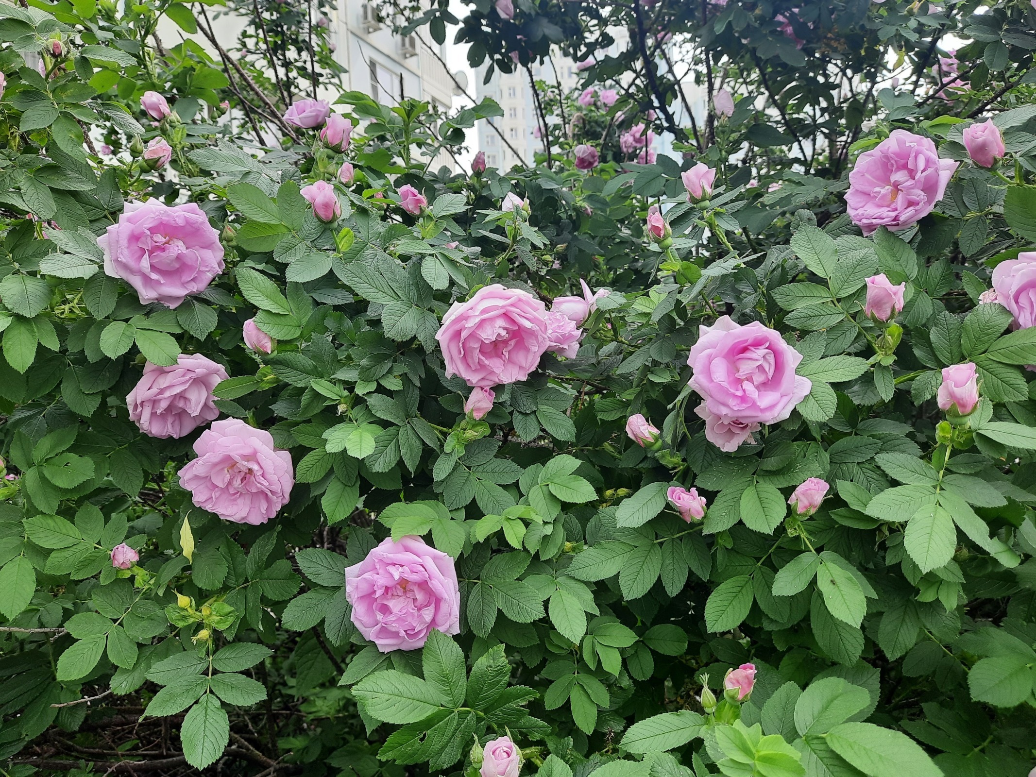 Лето! Медведково в цвету!