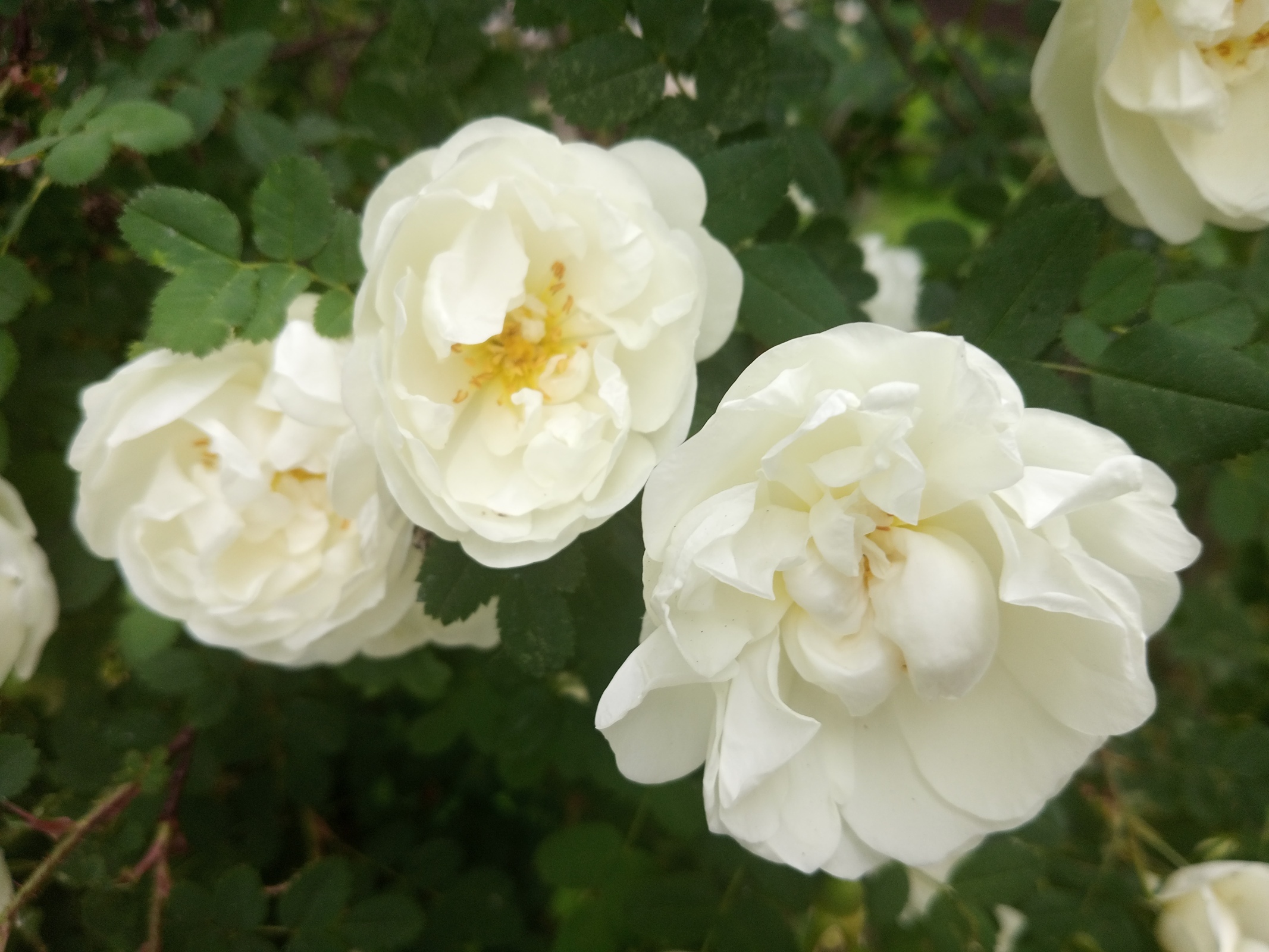 Нужно ли брать злостных алиментщиков на хорошую работу?