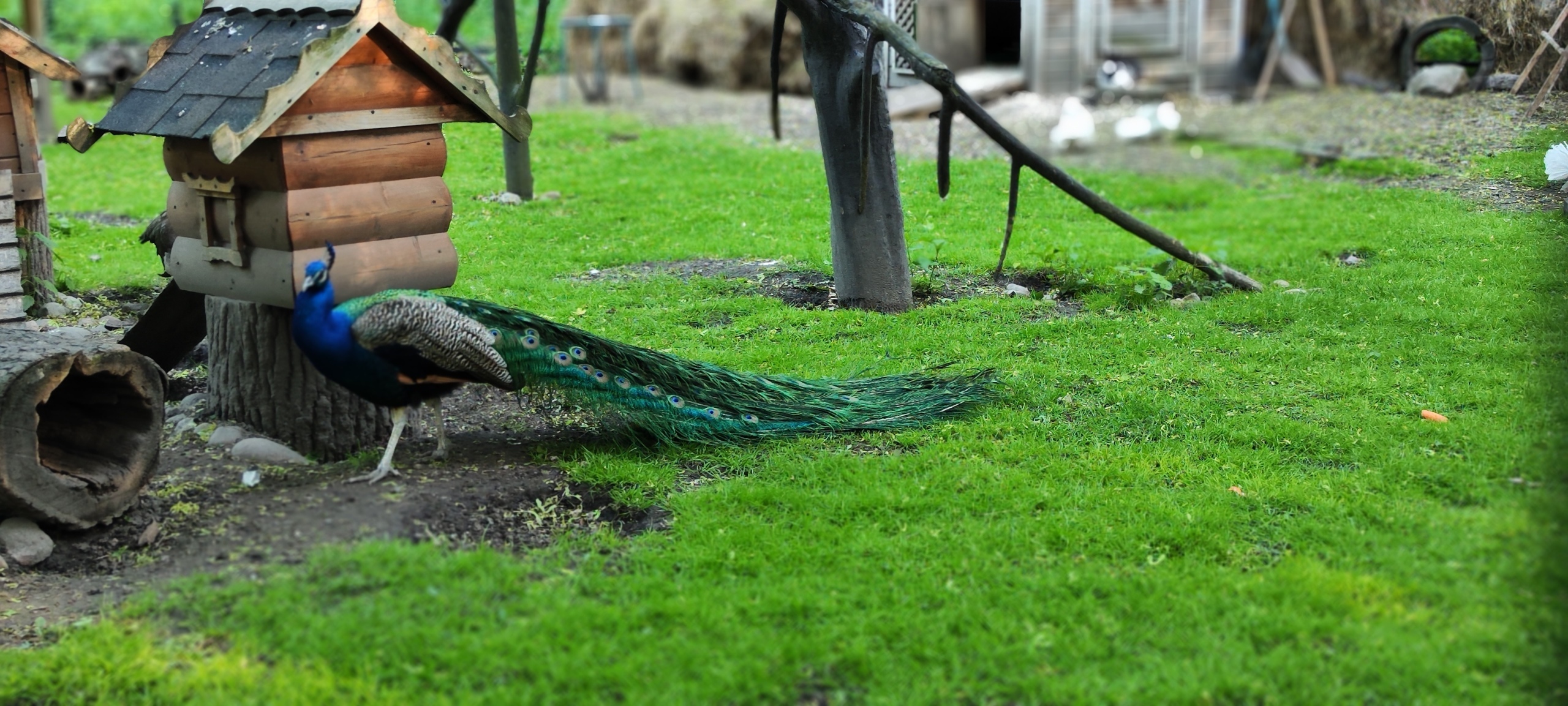 ЦПКиО на Елагином острове. Часть 2