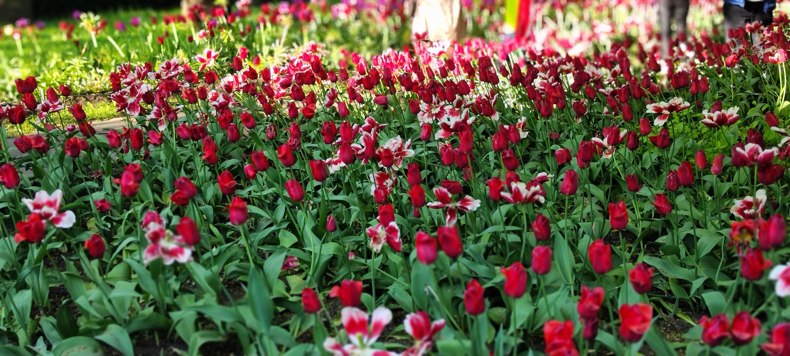 Собираетесь в Санкт-Петербург? Посетите ЦПКиО им. С.М. Кирова на Елагином острове