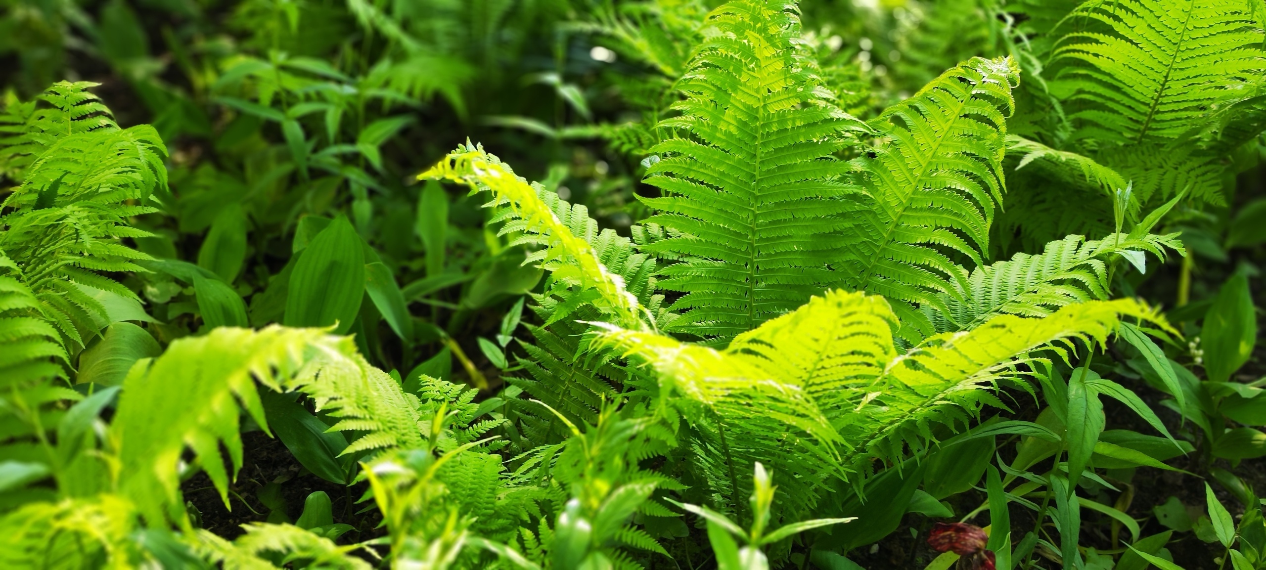 Собираетесь в Санкт-Петербург? Посетите ЦПКиО им. С.М. Кирова на Елагином острове