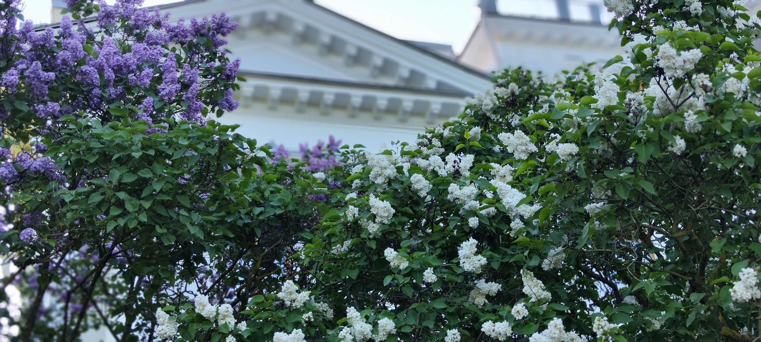 Собираетесь в Санкт-Петербург? Посетите ЦПКиО им. С.М. Кирова на Елагином острове