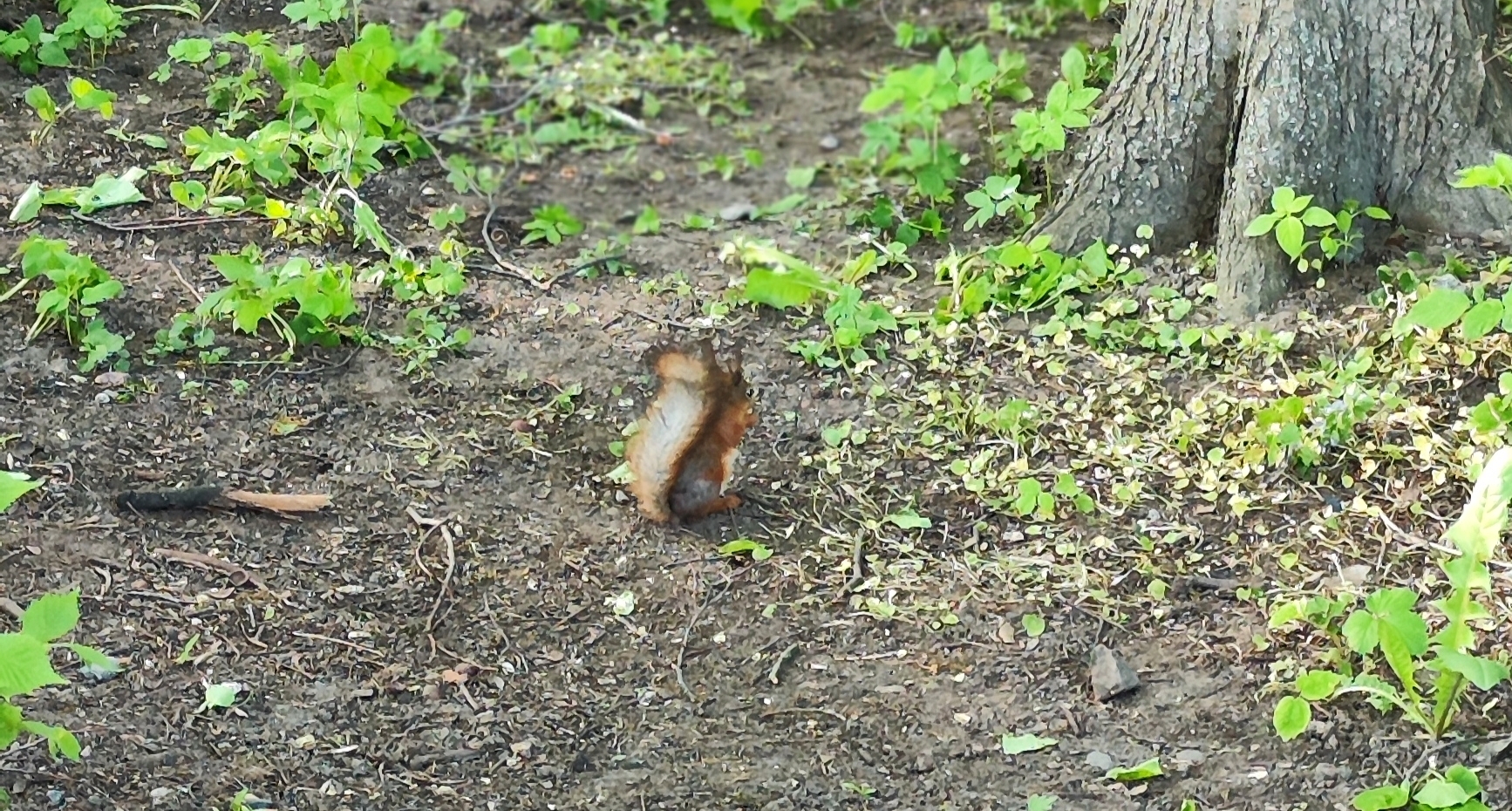 ЦПКиО на Елагином острове. Часть 2