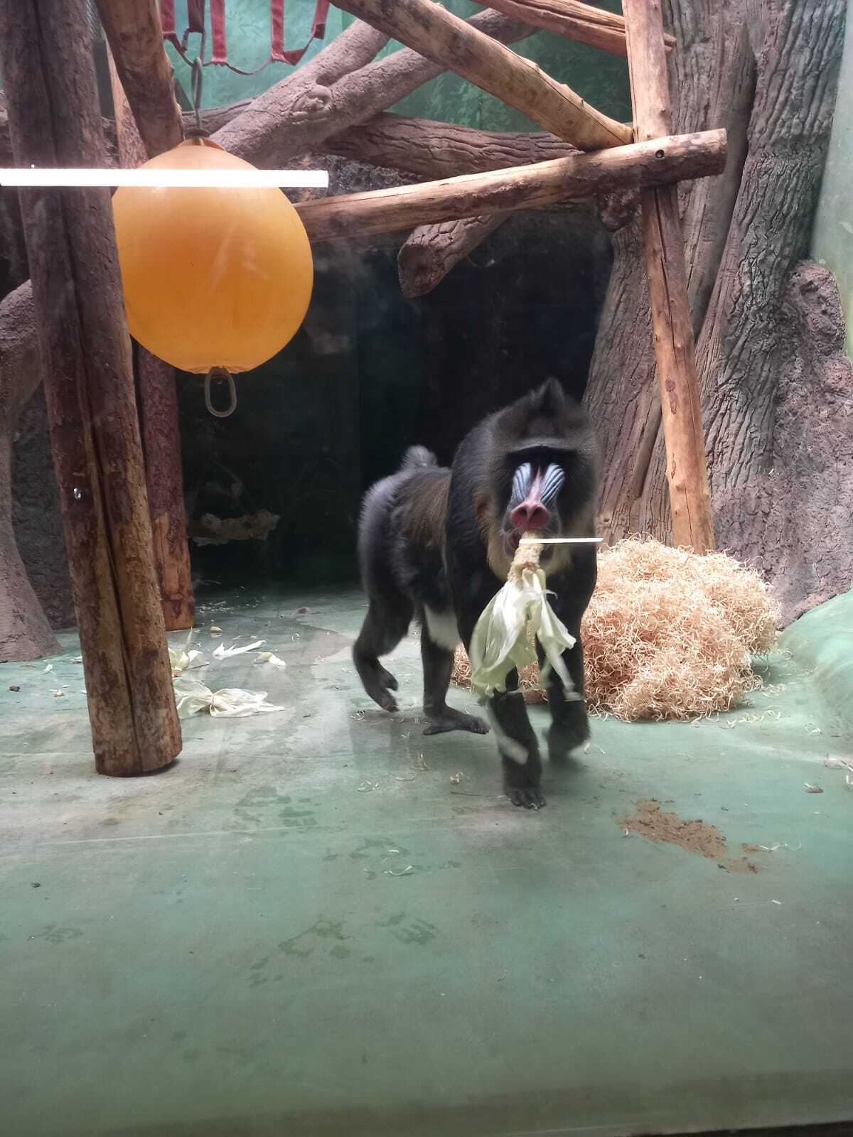 Собираетесь в зоопарк с ребёнком? Возьмите с собой форму-8