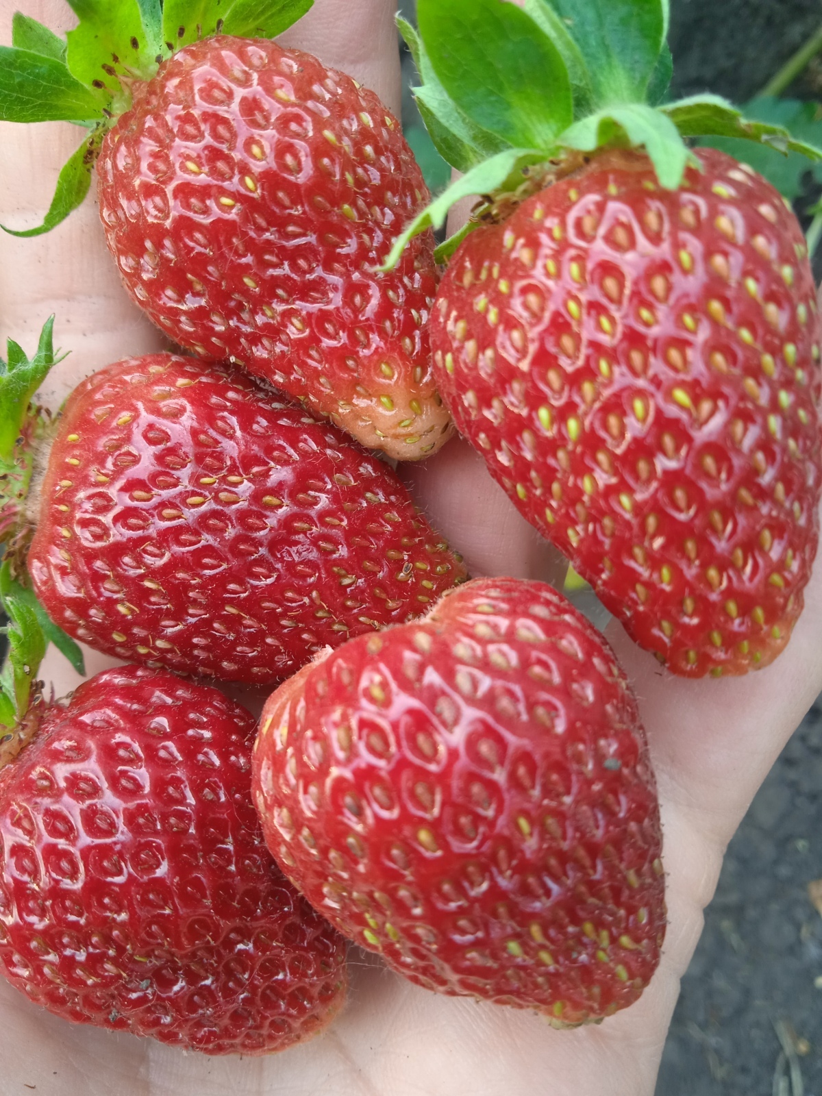 У тебя дача, что в Анапе? Фрукты южные растут и ягоды рано спеют!