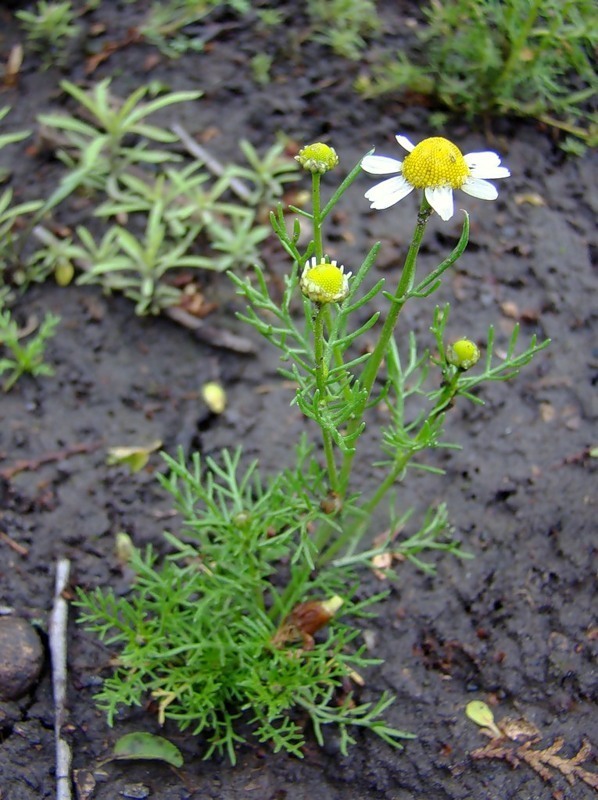 Медицинские препараты стоят очень дорого. И могут не подойти к вашему организму. Я немного разбираюсь в травах, болезни, вынудили научиться кое чему