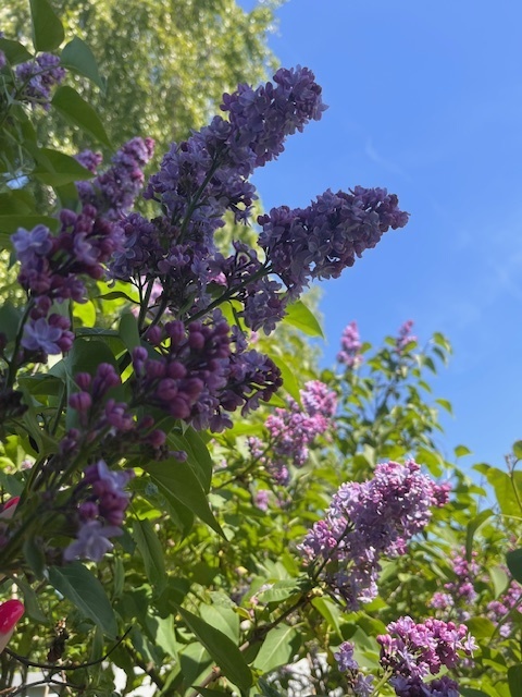 День России — праздник, объединяющий сердца