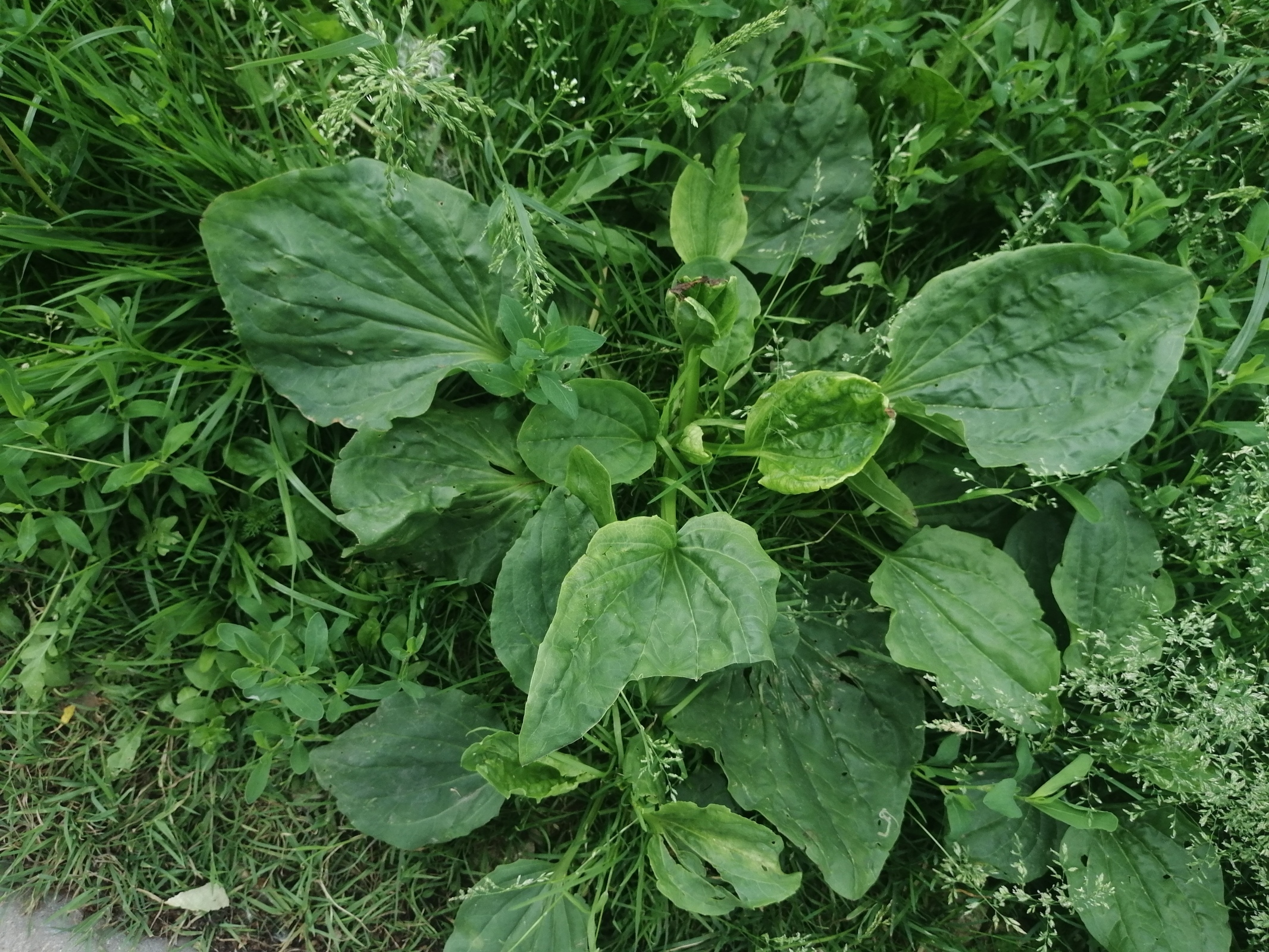 🟩Здоровье. Подорожник символ дороги и здоровья