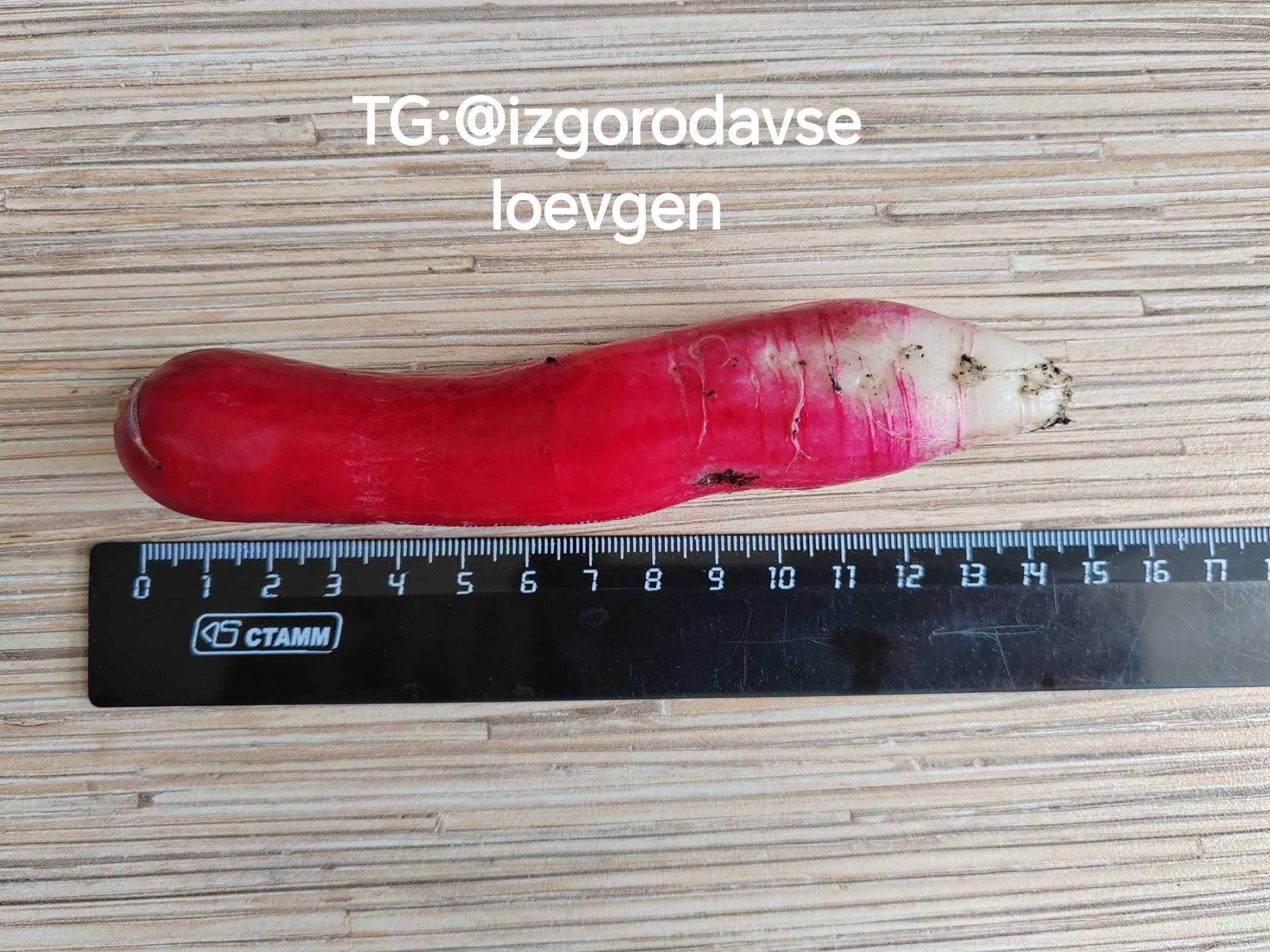 Вырастил редис размером с огурчик.