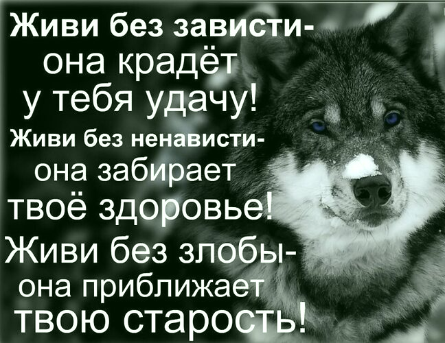 Разумный человек животное собака