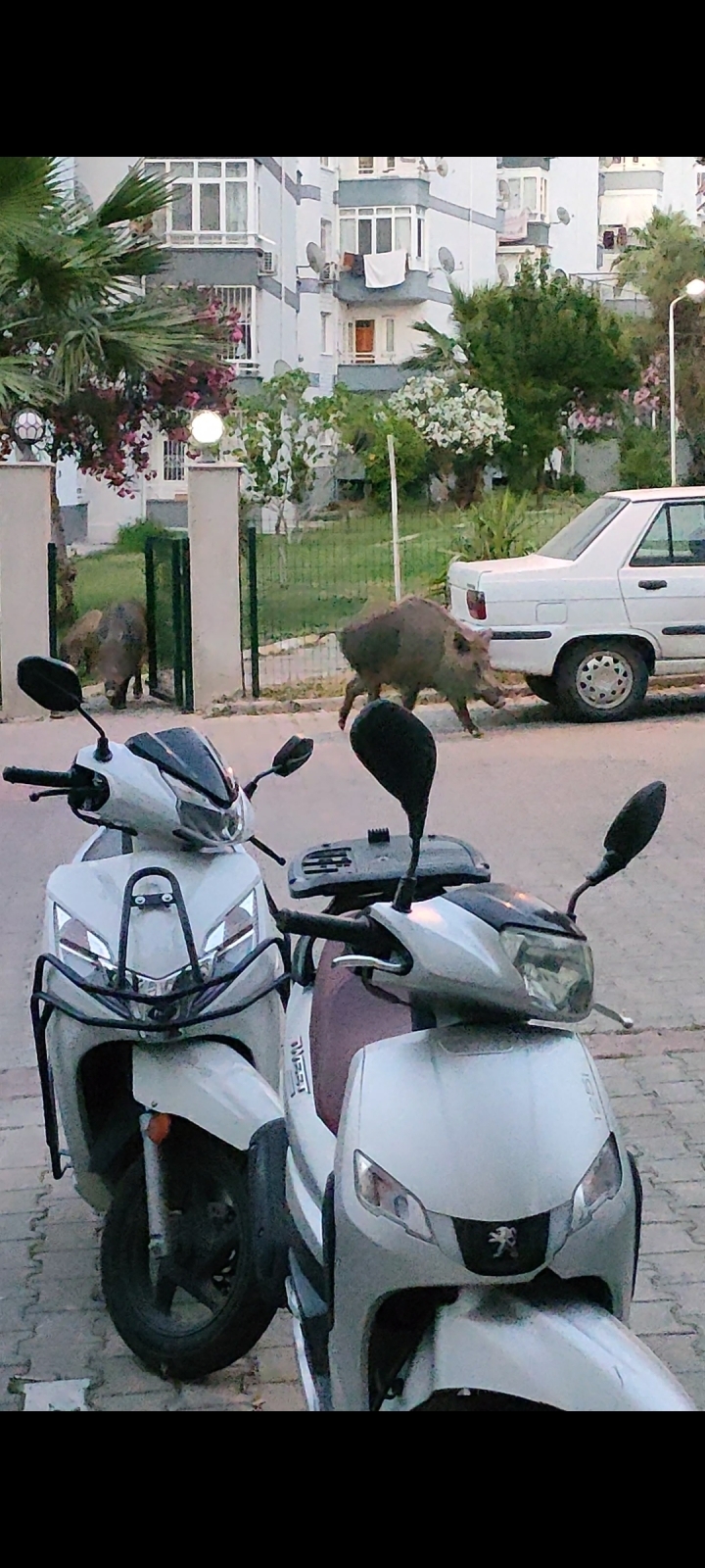 Выживание у турецкой свекрови на байрам – 4 день: ушла из дома, скандал и цирк