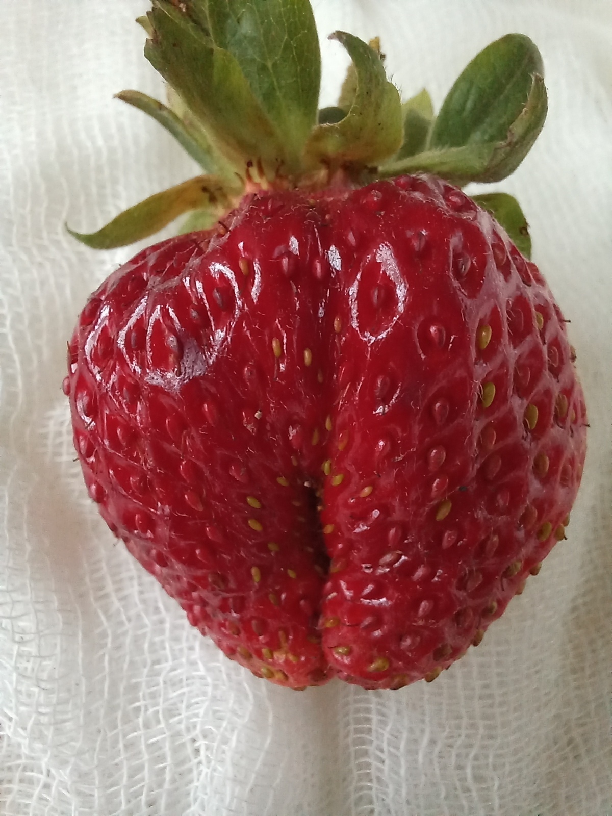 Незнаю что за сорт, но он мне нравится.