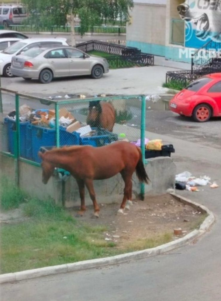 Люди жалуются на лошадей ворующих мусор