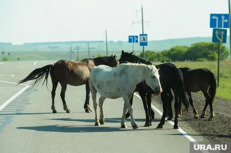 Люди жалуются на лошадей ворующих мусор