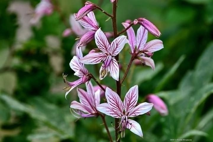 Смертельно опасная красота