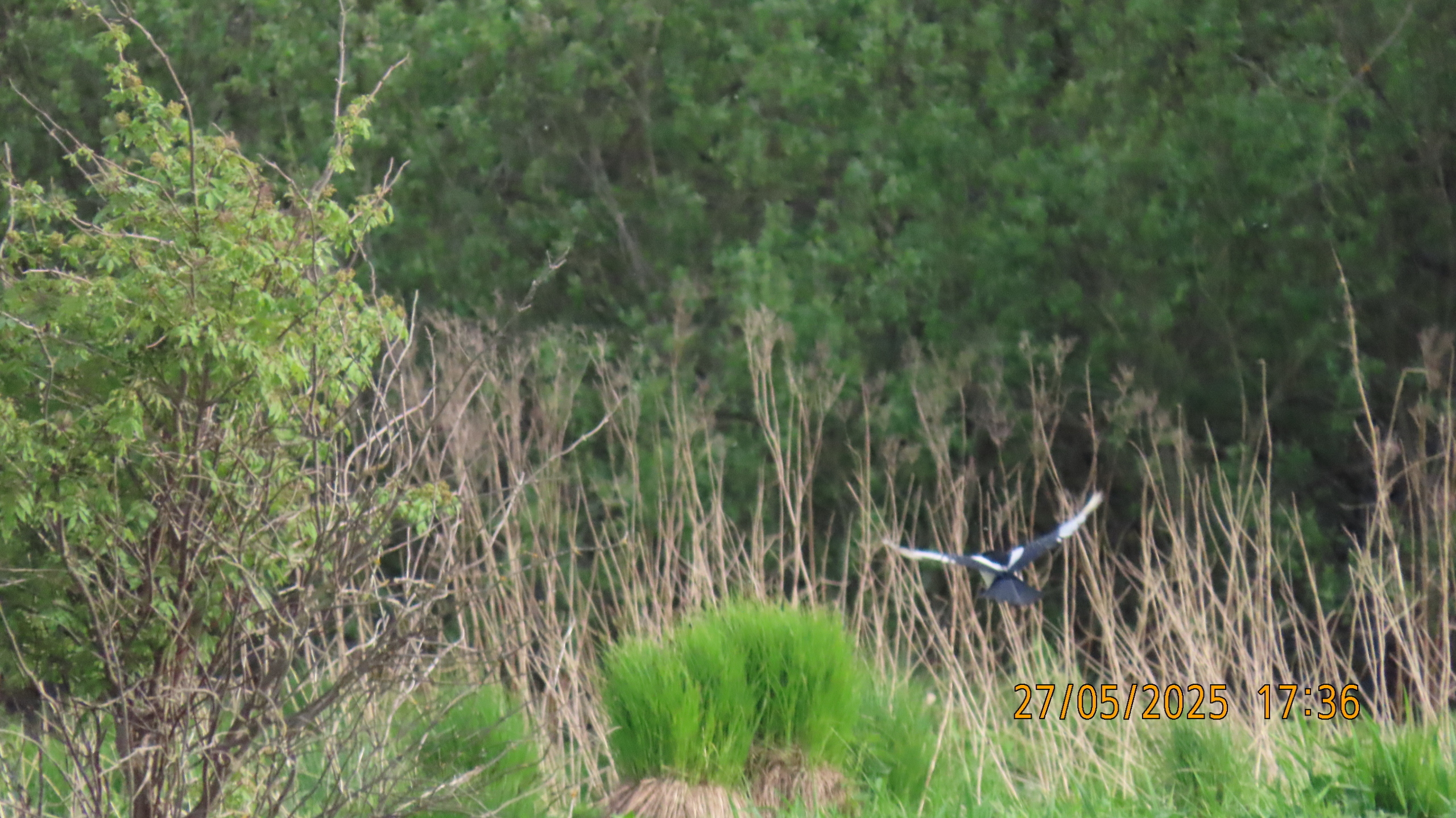 О шарадах и ребусниках.