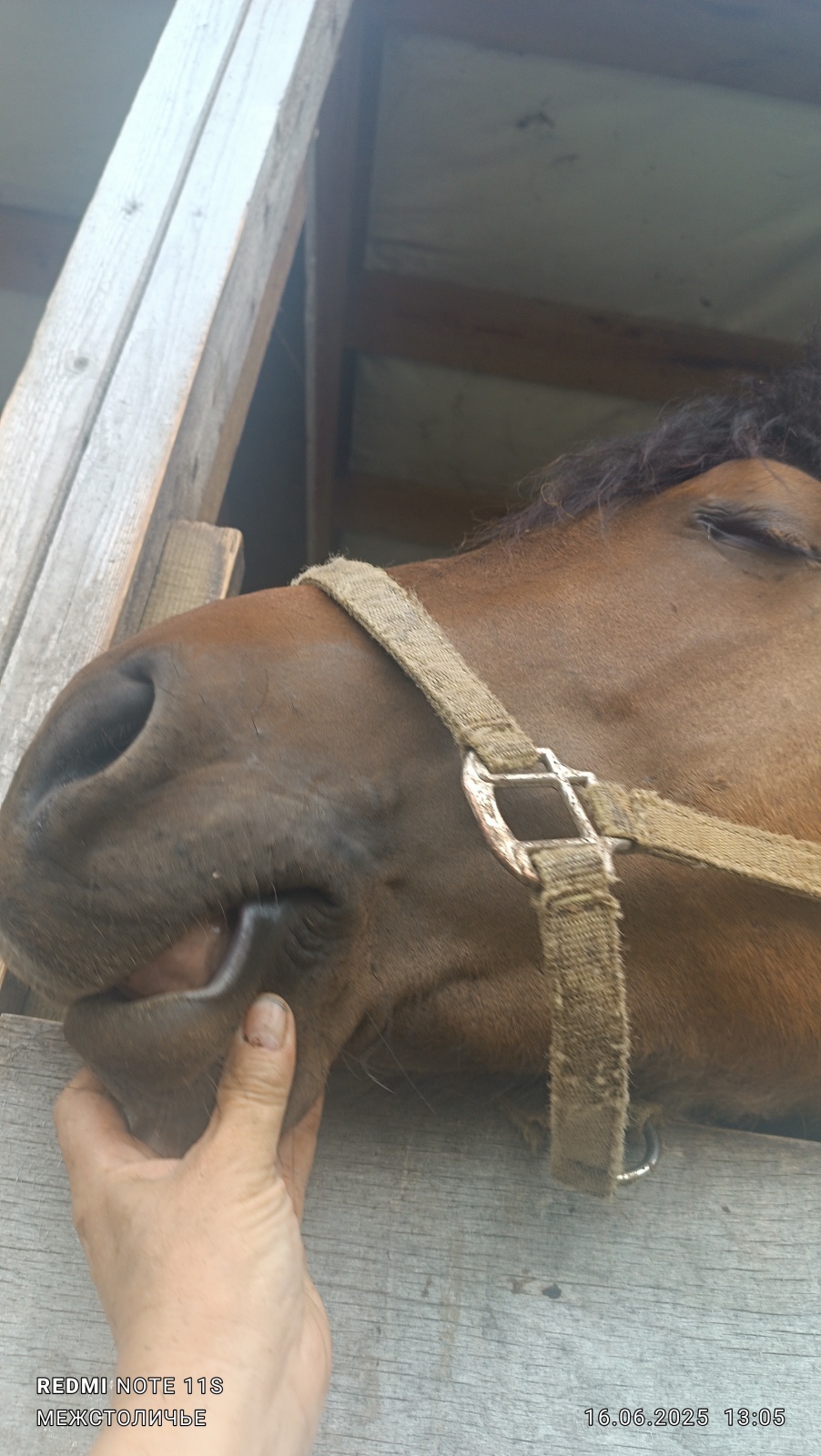 О шарадах и ребусниках.