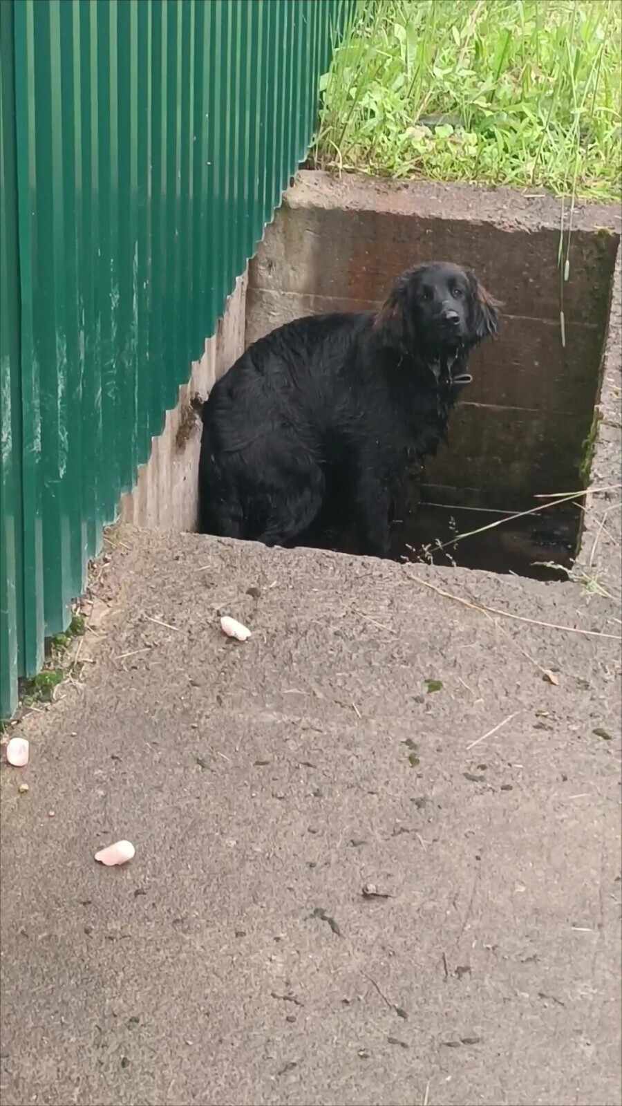 О шарадах и ребусниках.