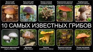 «Грибы, которые лечат: секрет здоровья, скрытый в лесу»