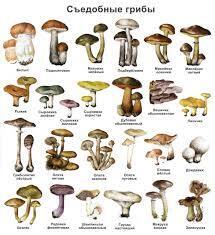 «Грибы, которые лечат: секрет здоровья, скрытый в лесу»