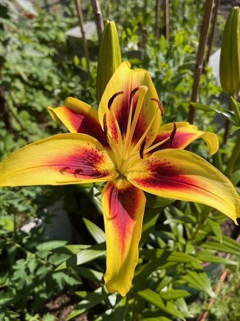 Обработка дачи от вредителей: за что могут оштрафовать и как этого избежать?