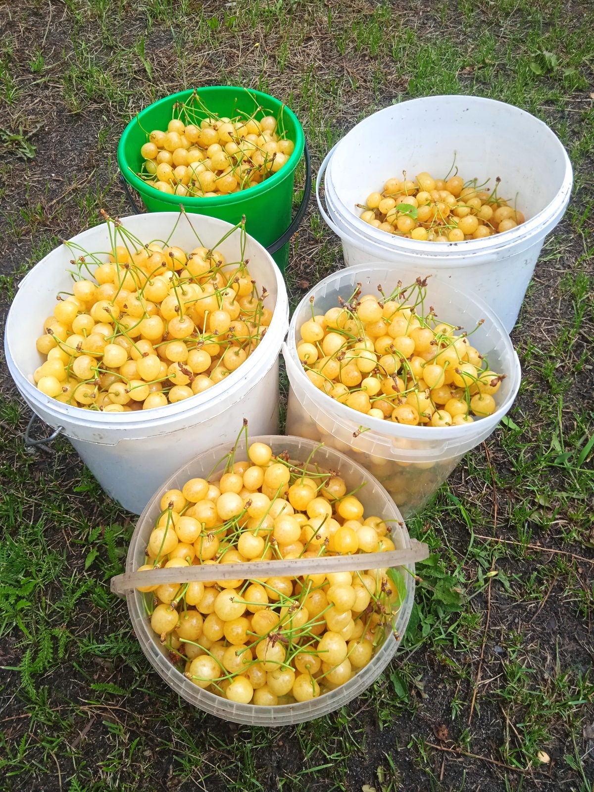 Лето теплом не радует, но зато ягод море