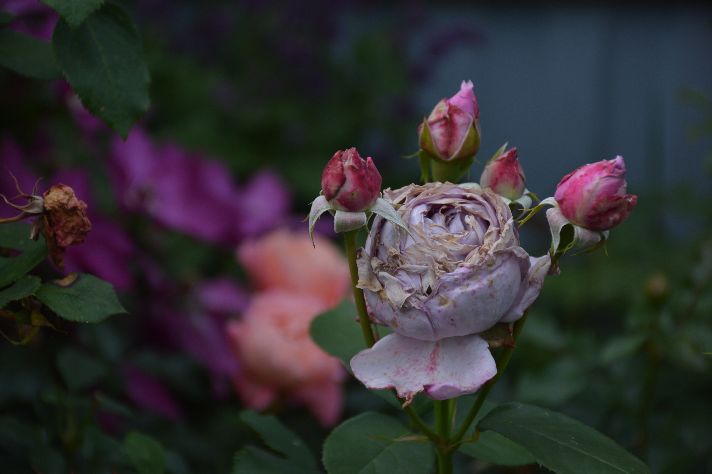 Липа и погода