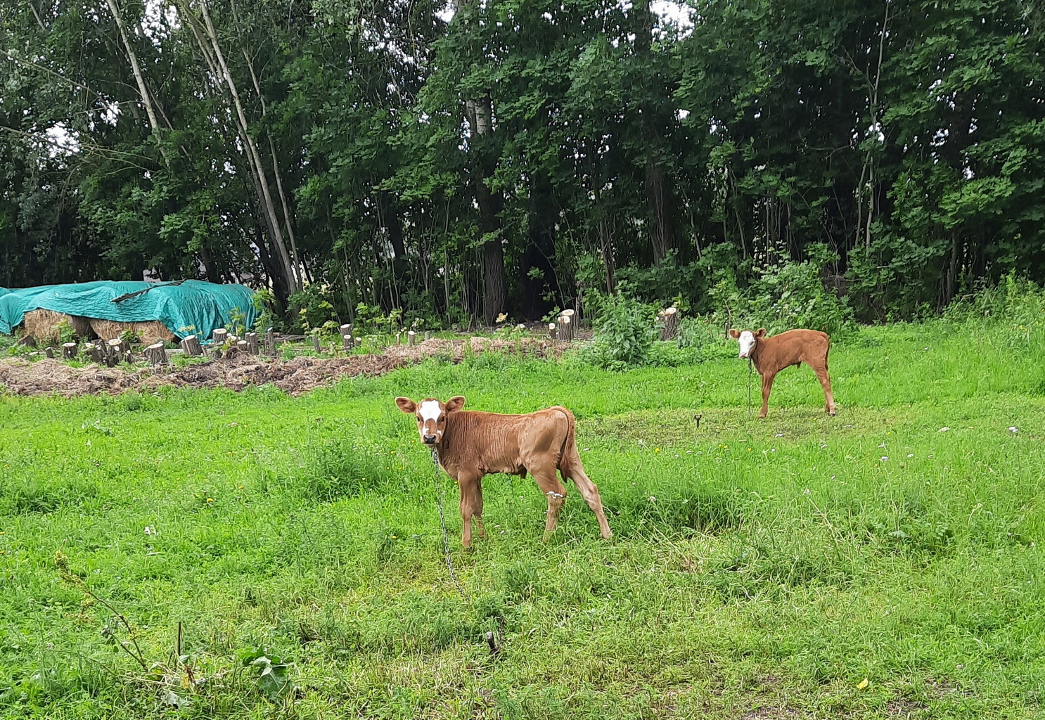 Липа и погода