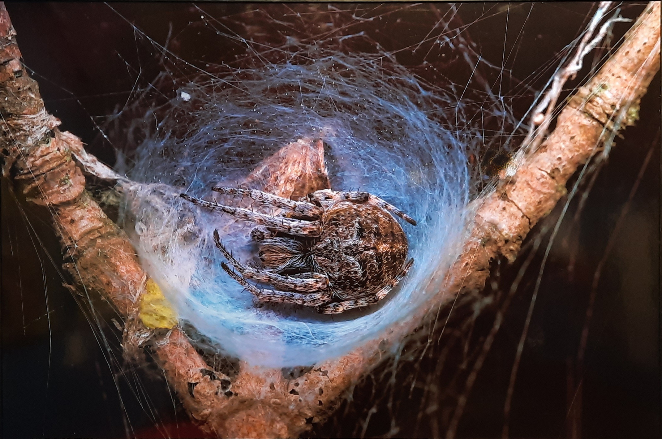 Никогда не было, и вот опять