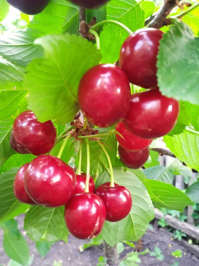 Лето теплом не радует, но зато ягод море