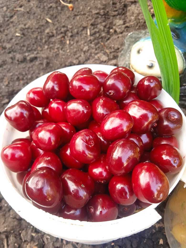 Лето теплом не радует, но зато ягод море