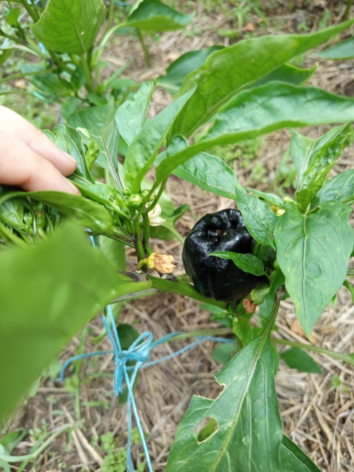 Что за овощ, что за фрукт? Разрушай шаблоны!