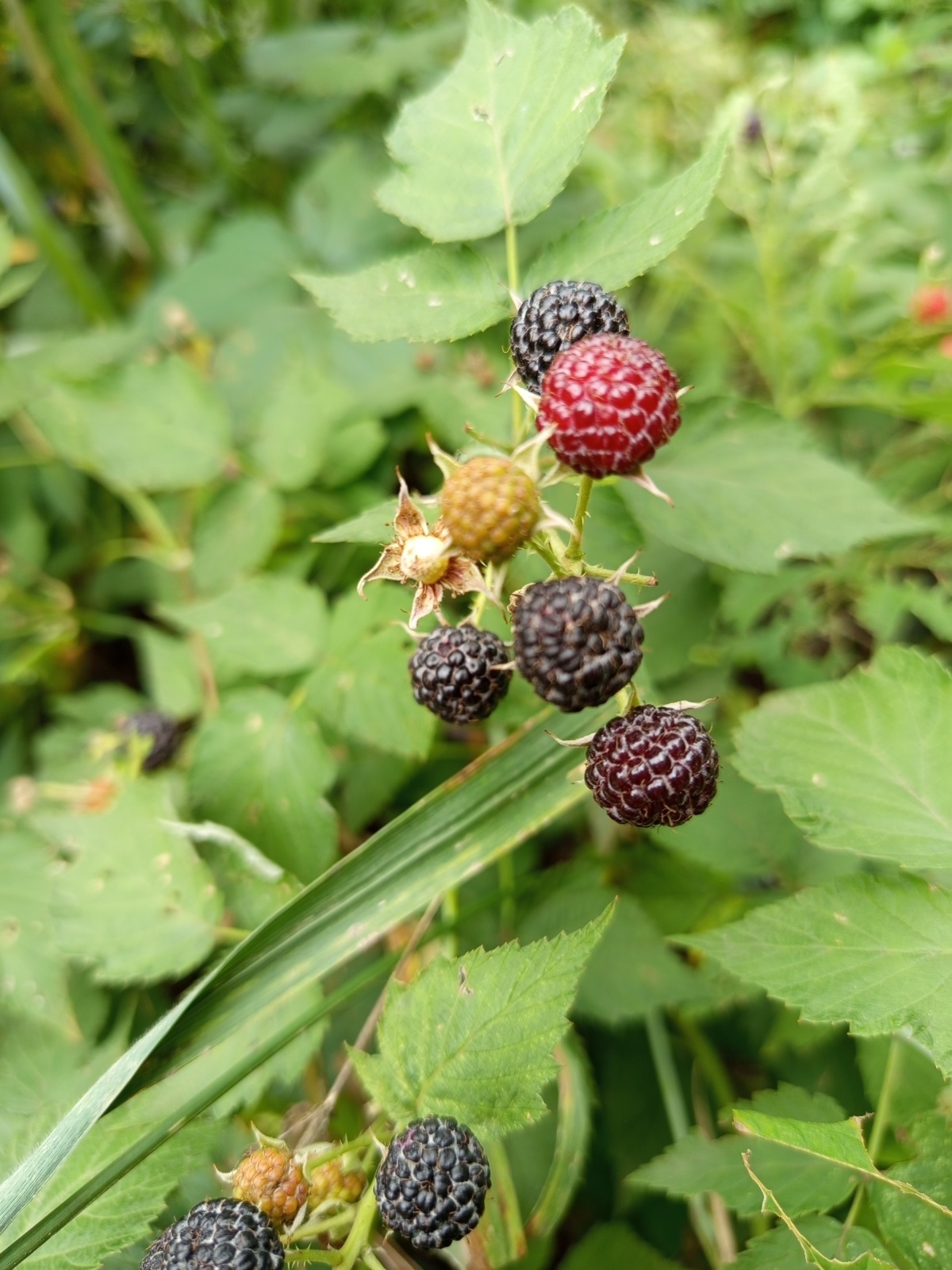 Что за овощ, что за фрукт? Разрушай шаблоны!