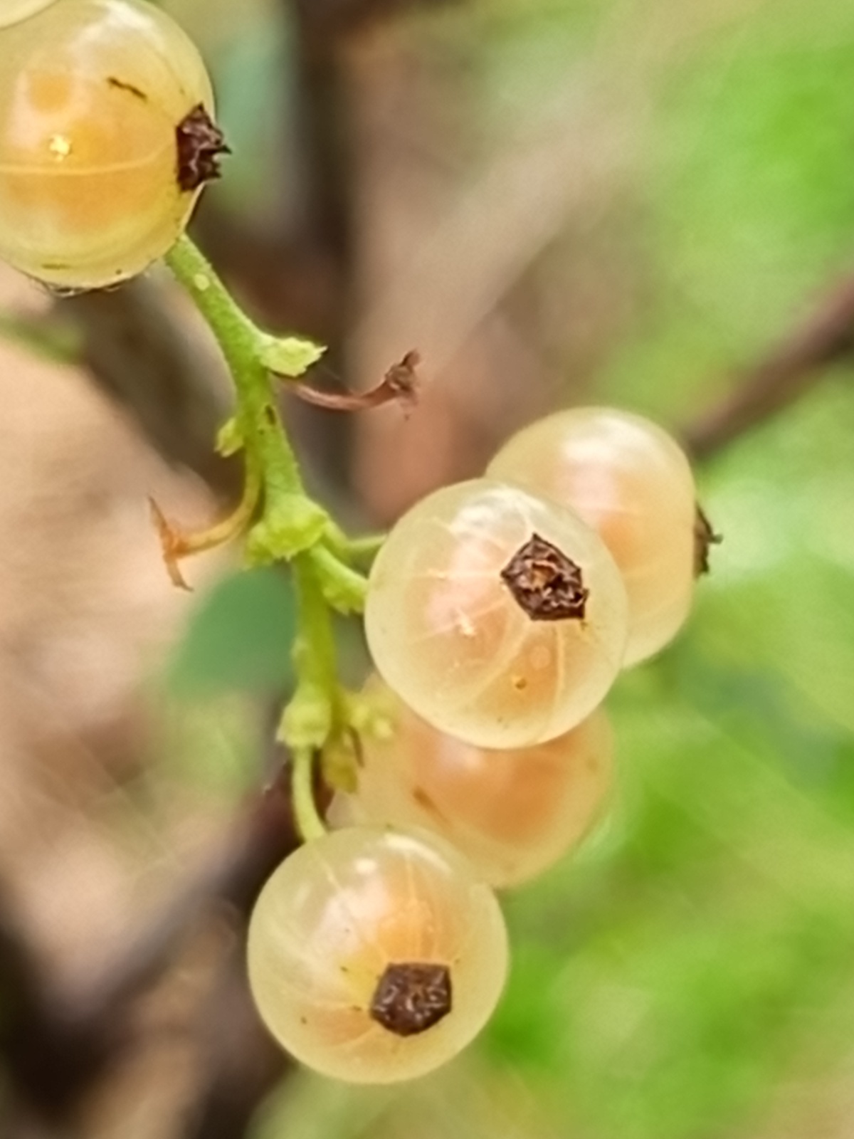 Что за овощ, что за фрукт? Разрушай шаблоны!