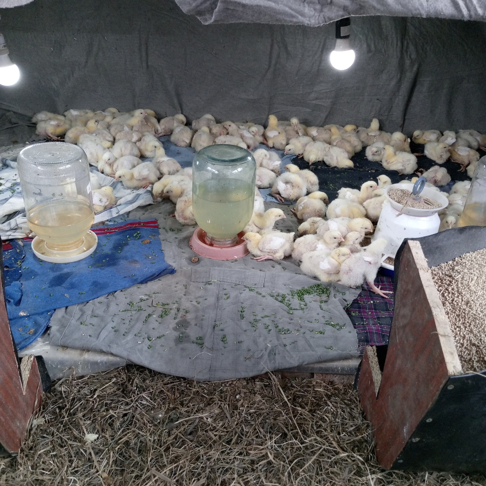 Ну вот и подросли бройлеры .