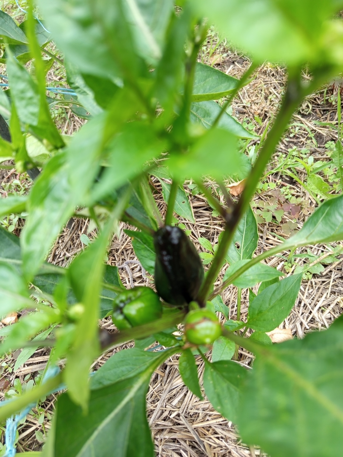 Что за овощ, что за фрукт? Разрушай шаблоны!