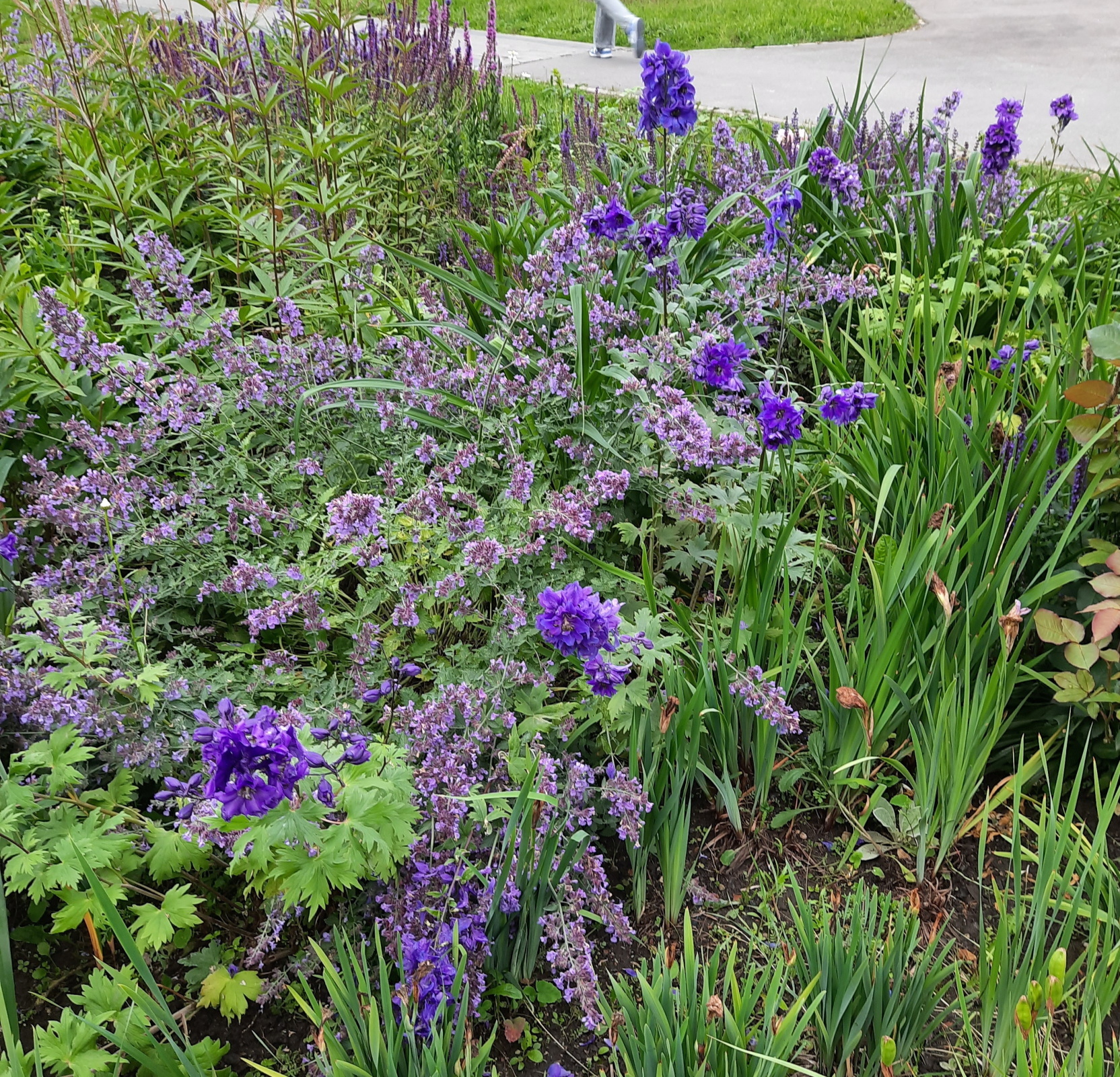 Солнышко вышло - гуляем среди городских клумб