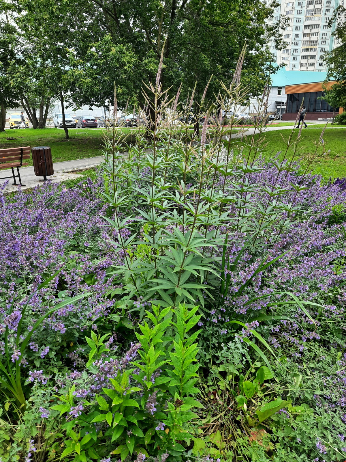 Солнышко вышло - гуляем среди городских клумб
