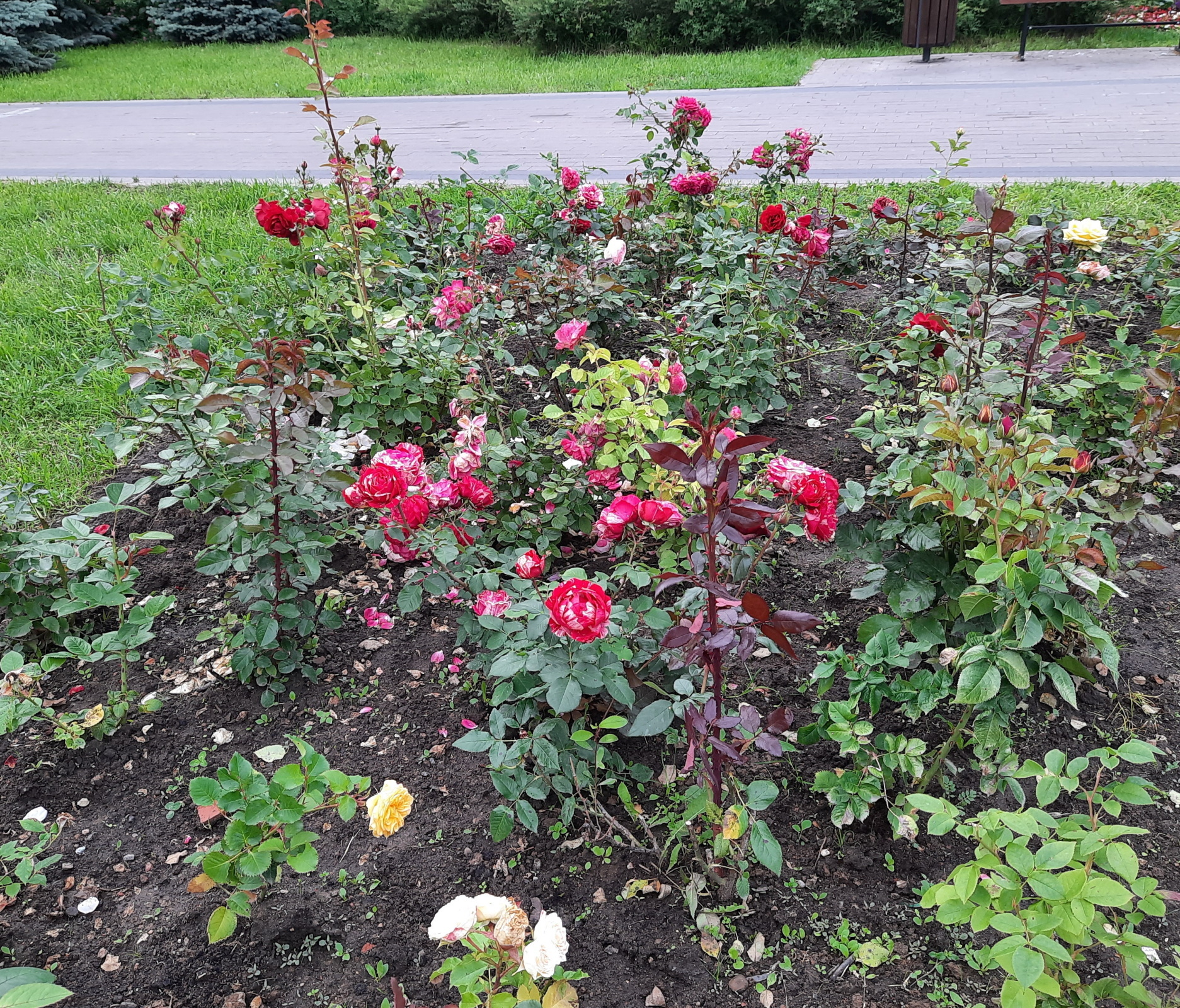 Солнышко вышло - гуляем среди городских клумб