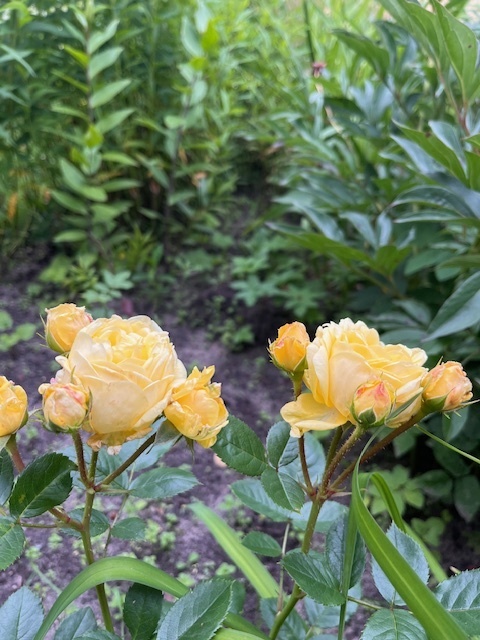 Как букет из колокольчиков изменил жизнь Наташи (из практики юриста)