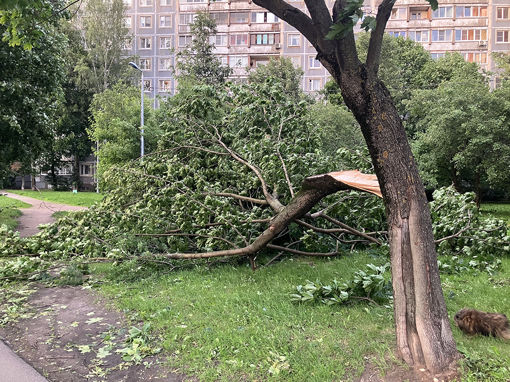 Погодные ужасы Санкт-Петербурга.
